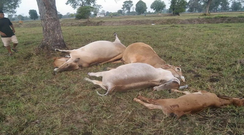 ระทึก ฟ้าผ่ากลางทุ่งนา วัวตาย 5 ตัว ลุงชาวนาพากินหญ้า รอดหวุดหวิด